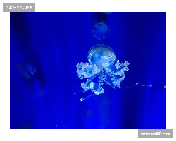 潜入梦幻海底 奇遇探秘攻略大全